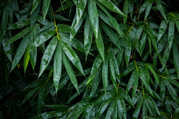 Detailed view of wet bamboo leaves in lush green foliage with botanical vegetation outdoors © Mahmud