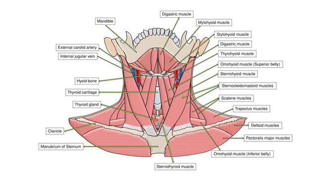 Human Neck Muscles Anatomy Vector Diagram. Anterior View Medical Illustration of Suprahyoid, Infrahyoid, and Sternocleidomastoid Muscle Groups with Educational Labels