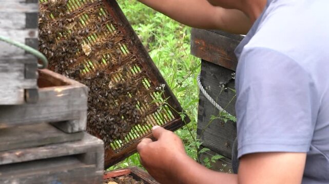4K real footage of beekeeper shaking bees off comb foundation