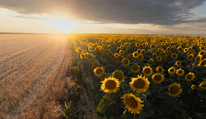 Golden sunflower field at sunset beside harvested wheat field © Dusan Kostic