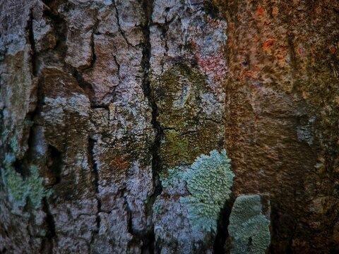 Bark texture  of  jackfruit tree