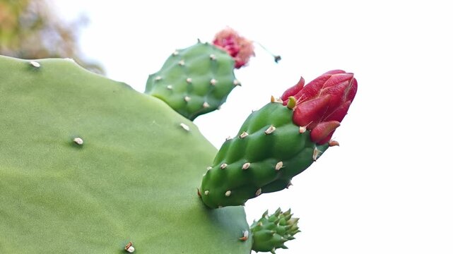 Opuntia cochenillifera cactus. Prickly pear cactus flower bud.