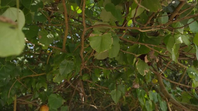 Macaca sinica, toque macaque or rilawa, endemic to Sri Lanka. Small monkey eats a banana that tourists gave him