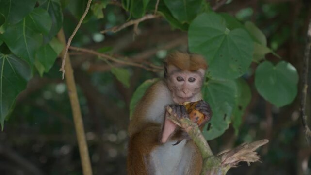 Macaca sinica, toque macaque or rilawa, endemic to Sri Lanka. Small monkey eats a banana that tourists gave him