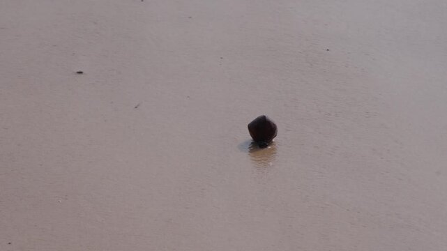 Barringtonia asiatica, known variously as fish poison tree, putat and beach Barringtonia on the sea sand in the waves