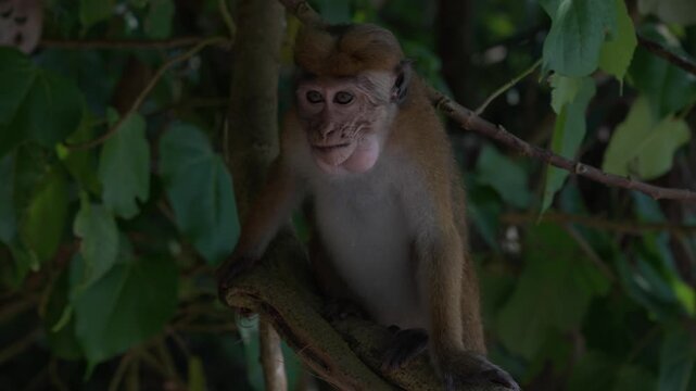 Macaca sinica, toque macaque or rilawa, endemic to Sri Lanka. Small monkey eats a banana that tourists gave him