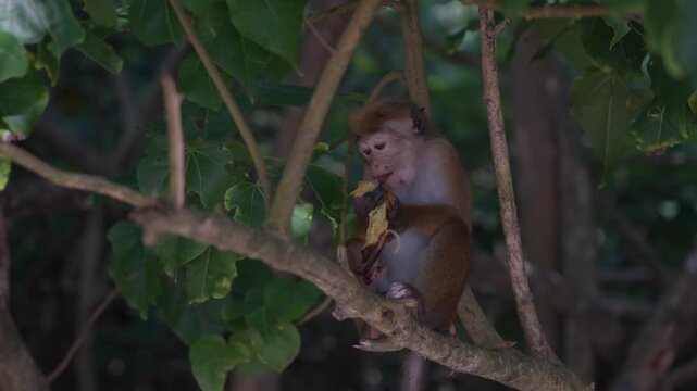Macaca sinica, toque macaque or rilawa, endemic to Sri Lanka. Small monkey eats a banana that tourists gave him