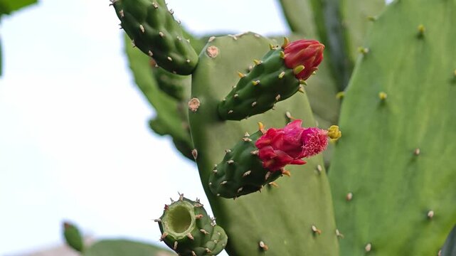 Opuntia cochenillifera cactus. Prickly pear cactus flower bud.