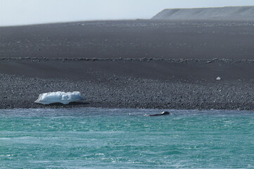 Phoque dans l'eau © Julien DEHAZE