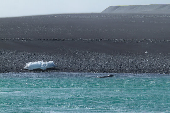 Phoque dans l'eau