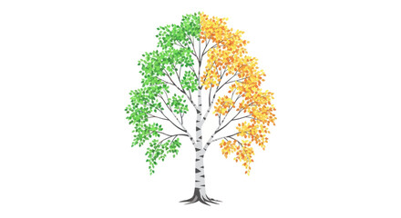 Birch Tree With Half Green Leaves and Half Yellow Autumn Leaves © Iwak