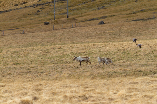 Rennes et Oies Islande