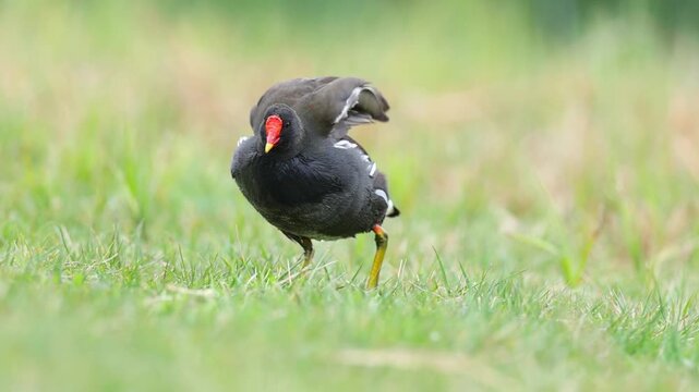 Common Moorhen Foraging for Food on a Green Park Lawn