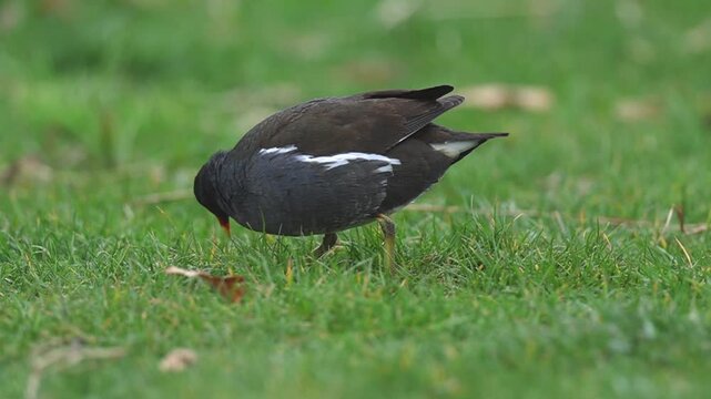 Common Moorhen Foraging for Food on a Green Park Lawn