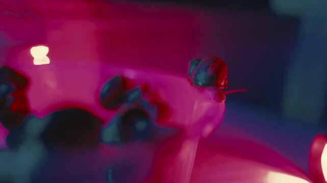 Enjoying photography of a small snail on a twig with colored lights at a late night event