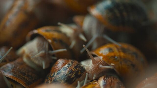 Close up view of brown snails moving in a container with natural light shining