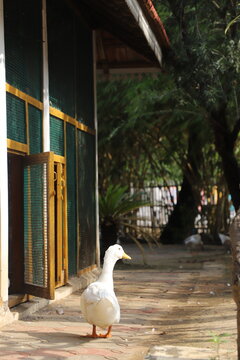 white duck walking on a pathway in a backyard farm layout