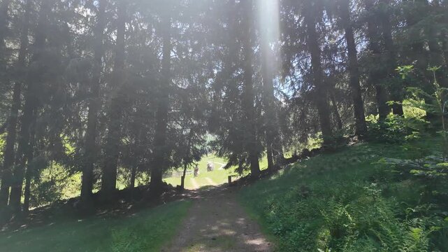 bosco Val di Sole 