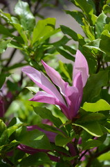 Obraz premium flowers in summer