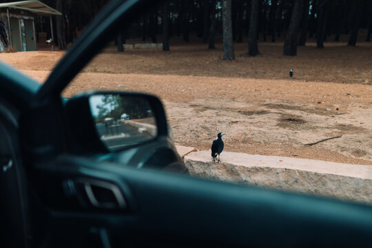 Curious magpie standing outside car window in a natural outdoor setting