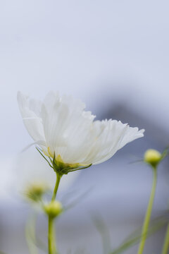 Delicate white cosmos flower petals gently unfurling against a soft, blurred background