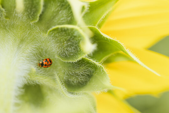Close-up macro shot of a ladybug on a fuzzy green sunflower head with yellow petals in background