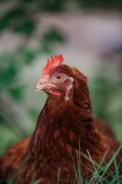 Close up of a brown chicken