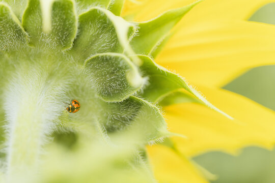 A ladybug on fuzzy green sunflower leaves with yellow petals in soft focus