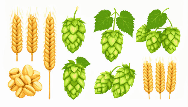 Illustration of golden wheat ears and green hop cones with leaves