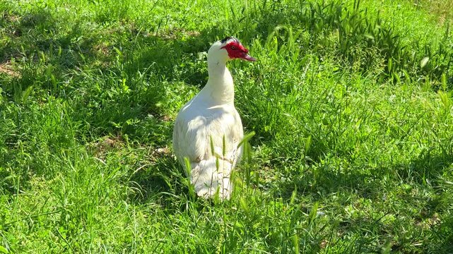 White Muscovy Duck standing in Green Grass Field on Sunny Day