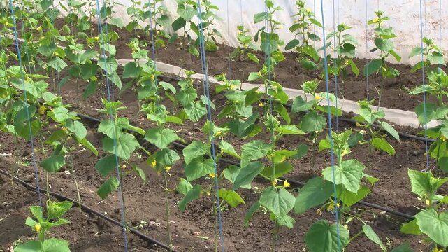 Growing cucumbers in a greenhouse on a farm.