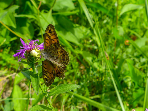 Two wall brown butterflies (Lasiommata megera) mating. Photographed in Musio, a hamlet of Tremosine.