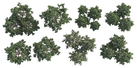 Fototapeta premium Set of green trees viewed from above for architectural design and landscape planning in a top down flat style