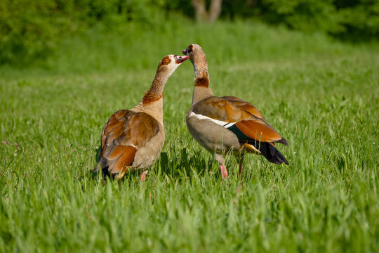 Pair of Egyptian geese interacting in grassy meadow
