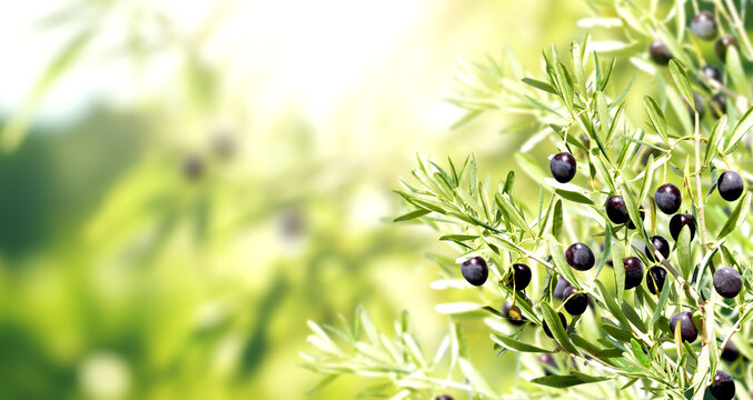 Horizontal banner with ripe black olives on olive tree. Olive branch close up on sunny background. Mock up template. Copy space for text