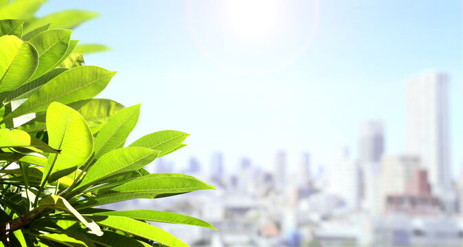 Modern environmentally friendly city and green leaves. Safety, global ecological resource, go green concept. Environmental conservation, wildlife protection, Eco-friendly, Green energy