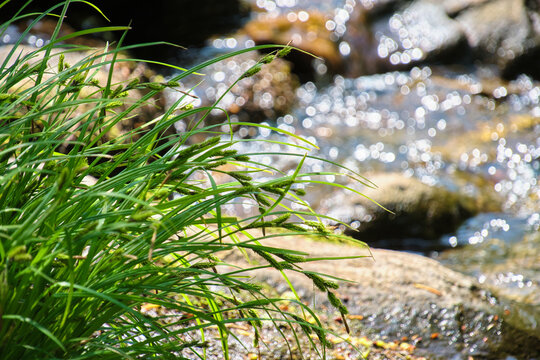 美しいきらめく水辺に群生する緑のスゲ Green sedges growing by the beautiful sparkling water