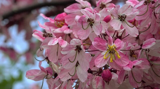Beautiful Pink Blossoming Dogwood Flowers In Natural Light