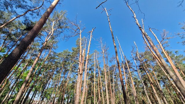 Broken trees in park after air attack, Kyiv, Ukraine. Bare trunks after blast wave. Damaged parkland after missile explosion. War in Ukraine. Russian aggression concept. Destroyed nature.