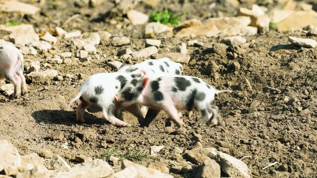 Two adorable piglets playing together in a dirt outdoor area