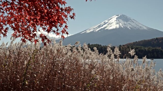 A motor boat drives across Lake Kawaguchiko creating a wake with Mount Fuji under a clear blue sky framed by red autumn maple leaves and pampas grass in Japan