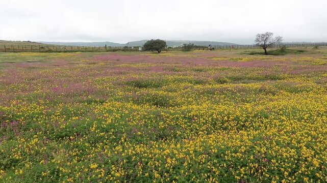 Beautiful colorful flowers blooming at Kaas Plateau, Satara, Maharashtra