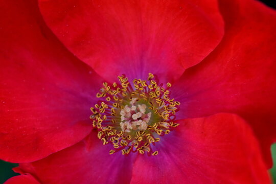 Nahaufnahme einer Florabundarose