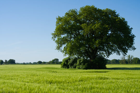 Ein einzelner gro&szlig;er Baum steht mitten in einem leuchtend gr&uuml;nen Gerstenfeld unter blauem Himmel. Die weite Landschaft vermittelt Ruhe, Freiheit und Nat&uuml;rlichkeit.