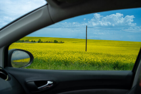 road through wheat field in summer