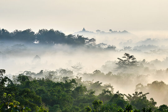 Misty Morning