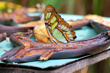 Ce beau papillon déguste une banane © helenedevun