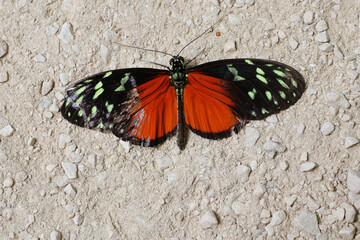 papillon posé sur le sol noir et rouge © helenedevun
