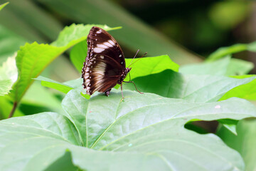 papillon posé en pleine activité de dégustation © helenedevun
