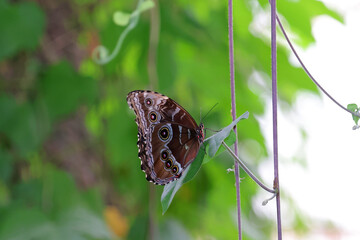 profil d un curieux papillon © helenedevun